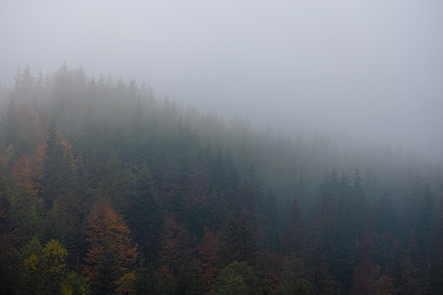 南极生活的动物有哪些
