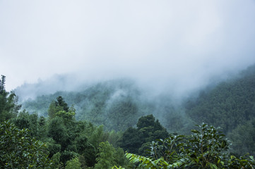 5种“大叶花”你知道吗